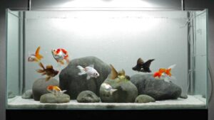 goudvis aquarium
