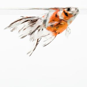 Shubunkin goudvis met een witte achtergrond en oranje en zwarte kleuren